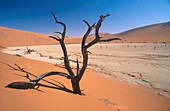 Toter Baum im Dead Vlei, Sossusvlei, Namib-Naukluft Park Namibia