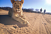 Zahmer Löwe beim Spaziergang, Okonjima Lodge Otjiwarongo, Namibia