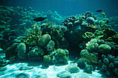 Great Barrier Reef Wonderland, Aquarium, Townsville Queensland, Australien