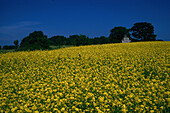 Rapsfeld bei Burgsvik, Gotland, Schweden