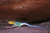 Colourful lizard in a crevice, Moab, Utah, USA
