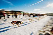 Sled-dog race, Yukon Quest Dogs