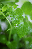 Plant with water-drop, Plant with water-drop, Herbs with water drop, Nature Health Wellness