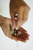 Hands with rosebuds
