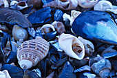 Shells, South Africa