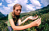 Young woman picking blueberries along the Tauerngold Hiking Trail, Rauris, Upper Tauern, Salzburger Land, Austria , Kolm-Saigurn Hohe Tauern, Oesterreich, Austria Tauerngold-Rundwanderweg Hohe Tauern, Oesterreich, Austria