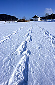 Traces on snow in front of traditional house, Mühlviertel, Upper Austria