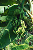 Bananen, Jamaika