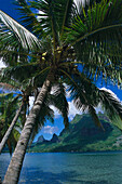 Coconut Trees & Cook´s Bay, Moorea French Polynesia