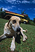 Dog and Ecotour Bus, Mauga, Savai'i Samoa