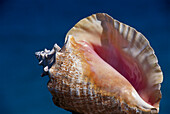 Conch Shell, Barbados