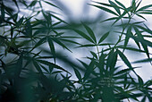 Cannabis Plant, Mavis Bank, Blue Mountains Jamaica