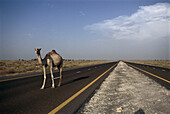 Camel on a Road, Desert Dubai, Vereinigte Arabische Emirate