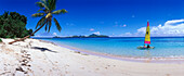 Coconut Tree on Beach & Hobie Cat Sailboat, Tokoriki Island Resort, Mamanuca Islands Group, Fiji, South Pacific