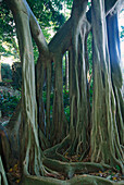 Giant Ficus Benjamina, St. Thomas Barbados