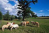 Dartmoor Ponies, Canonteign Falls Park, Dartmoor NP Devon, England