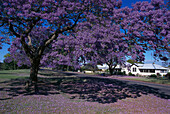 Jacaranda Tree, Grafton NSW, Australia