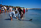 Dolphin Feeding, Monkey Mia WA, Australia