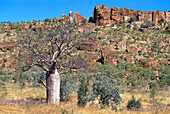 Boab Tree, Near Fitzroy Crossing WA, Australia
