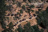 Grand Canyon Mule Trek-Bright Angel Trail, Grand Canyon NP-Arizona USA