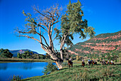 Horseback Riding, Red Mountain Ranch, near Durango, Colorado USA