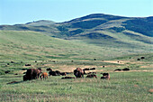 Bison Herd, National Bison Range near Ravalli, Montana, USA