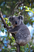 Koala, Port Macquarie Koala Hospital, Port Macquarie, New South Wales, NSW, Australien