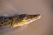 Saltwater Crocodile, Adelaide River NT, Australia