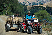 Sheep Farmer, Lake Tutira, Hawkes Bay , North Island New Zealand