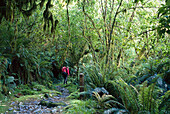 Tramper, Fiordland NP, South Island New Zealand