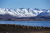 Sheep in Winter, Lake Tekapo, South Island New Zealand