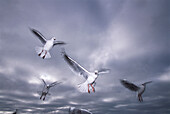 Seagulls, Sumner, Christchurch New Zealand