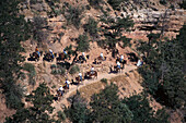 Grand Canyon Mule Trek, Bright Angel Trail, Grand Canyon NP Arizona, USA