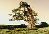 Oak tree circa 1000 years old, Hesse, Germany