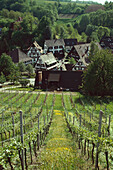 Vineyards over Sasbachwalden, Northern Black Forest, Baden-Wuerttemberg, Germany