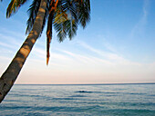 One Palm Tree, Carribean Sea