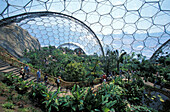 The Eden Project, Innenansicht eines kuppelförmigen Gewächshauses, Cornwall, England, Grossbritannien, Europa