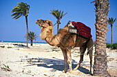 Kamel am Sidi Mahres Strand, Djerba Tunesien