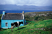 Cow in front of a cottage near Ardgroom, Co. Cork, Ring of Beara, Ireland