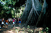 Jungle trip with a guide of the Ariau Jungle Lodge, near Manaus, Brazil