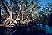 Mangrove Forest, Boat trip to mangrove forest Laguna Gri-Gri, Rio San Juan, Dominican Republic