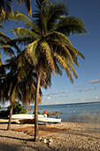 Fisherman, Palm Tree, Beach, Boat, Sea, Plage de Pecheurs, Saint Francois, Grande-Terre, Guadeloupe, Caribbean Sea, America