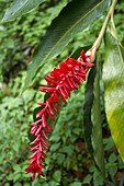 Nahaufnahme einer Kaffeepflanze, La Griveliere, Maison de Café, Vieux-Habitants, Basse-Terre, Guadeloupe, Karibik, Amerika