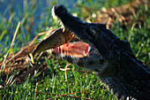 Kaiman mit Piranha, Esteros del Ibera, Corrientes, Argentinien, Südamerika, Amerika