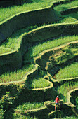 Peasant farmer working on his rice fields, Rice terraces near Pujungklod, Bali, Indonesia