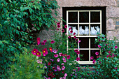 Fenster mit Katzenbildern, Hotel Dixcart, Älteste Hotel auf Sark, Sark, Kanalinseln, Grossbritannien