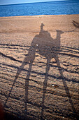 Shadow of a camel with rider, Sinai, Egypt
