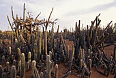 Landscape with cacti, Bonaire, ABC Islands, Netherlands Antilles, Antilles, Carribean