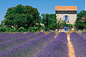 Lavendelfeld mit Haus im Sonnenlicht, Alpes-de-Haute-Provence, Provence, Frankreich, Europa