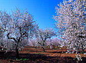 Mandelblüte, Mallorca, Spanien